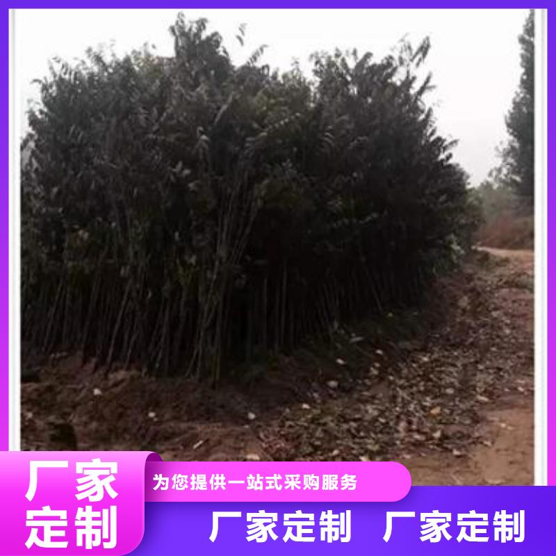 【香椿苗】梨树苗质优价保自产自销