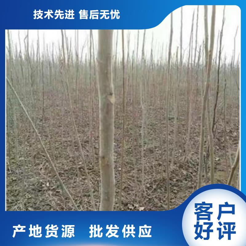 香椿苗【核桃苗】支持批發(fā)零售本地生產(chǎn)商
