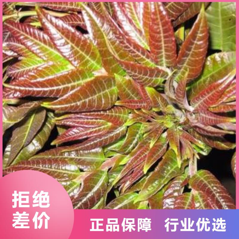 香椿苗【梨樹(shù)苗】專注品質(zhì)歡迎來(lái)電咨詢