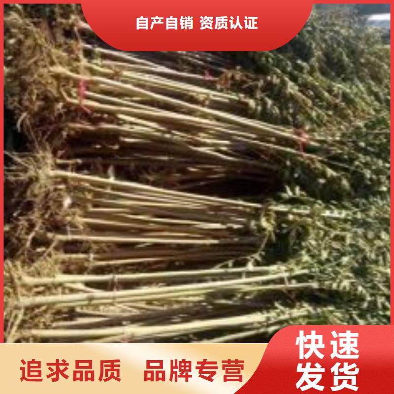 香椿苗【蘋果苗】熱銷產品同城供應商