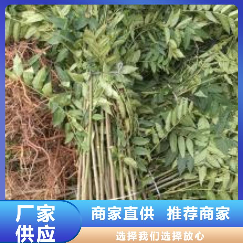 香椿苗-梨树苗每个细节都严格把关极速发货