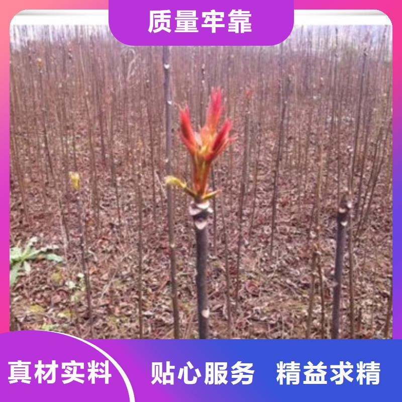 香椿苗板栗苗卓越品質保障當地供應商