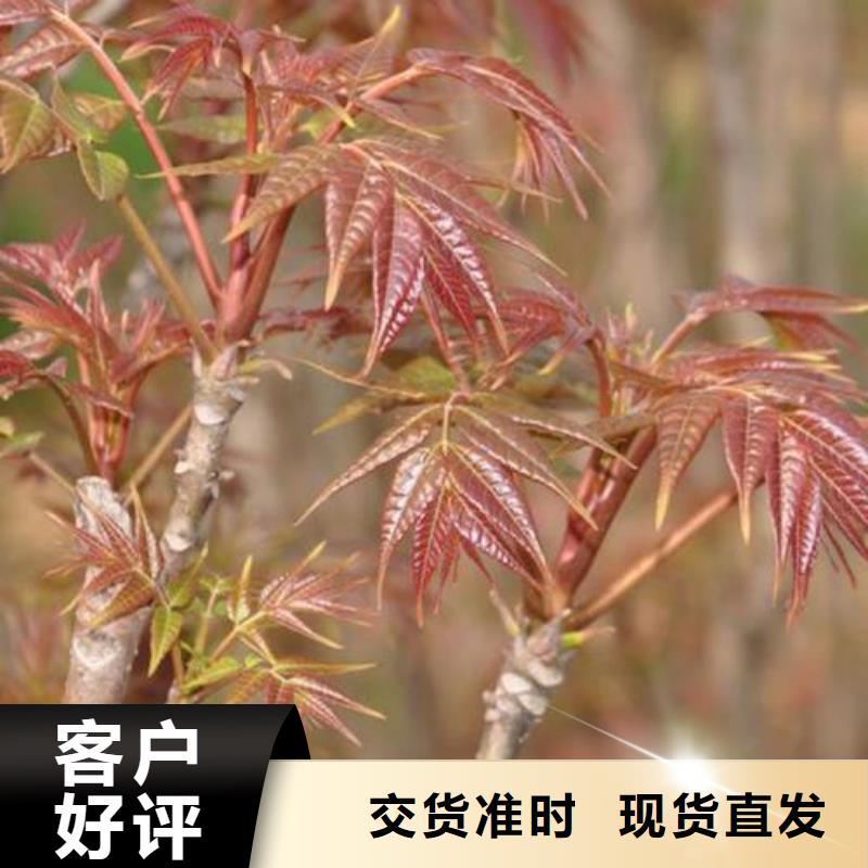 香椿苗梨樹苗適用范圍廣海量庫存
