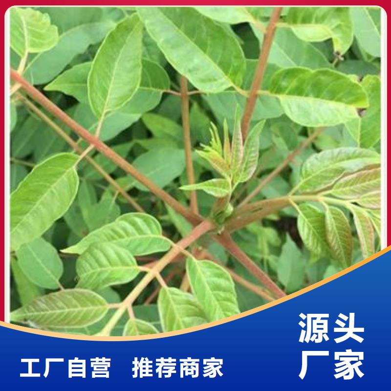 香椿苗【藍莓苗】來圖加工定制本地品牌