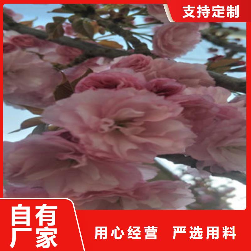 櫻花藍莓苗廠家采購一手貨源