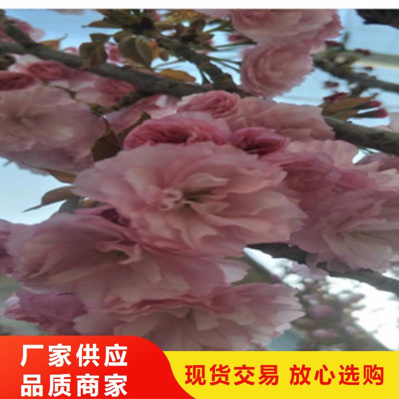 【櫻花占地果樹多種優(yōu)勢放心選擇】當?shù)亟?jīng)銷商