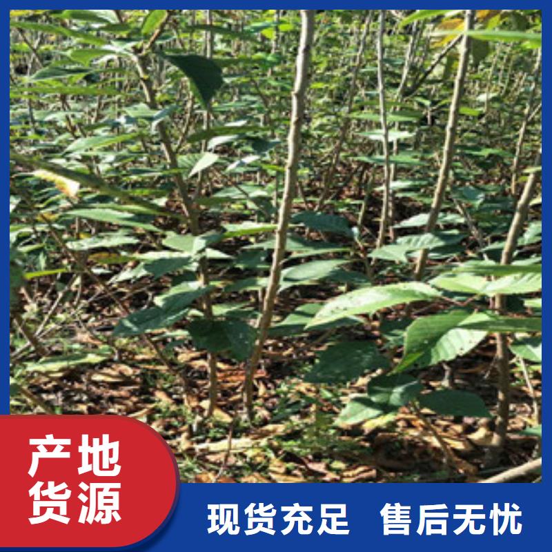 櫻花_鈣果苗經驗豐富品質可靠本地生產廠家