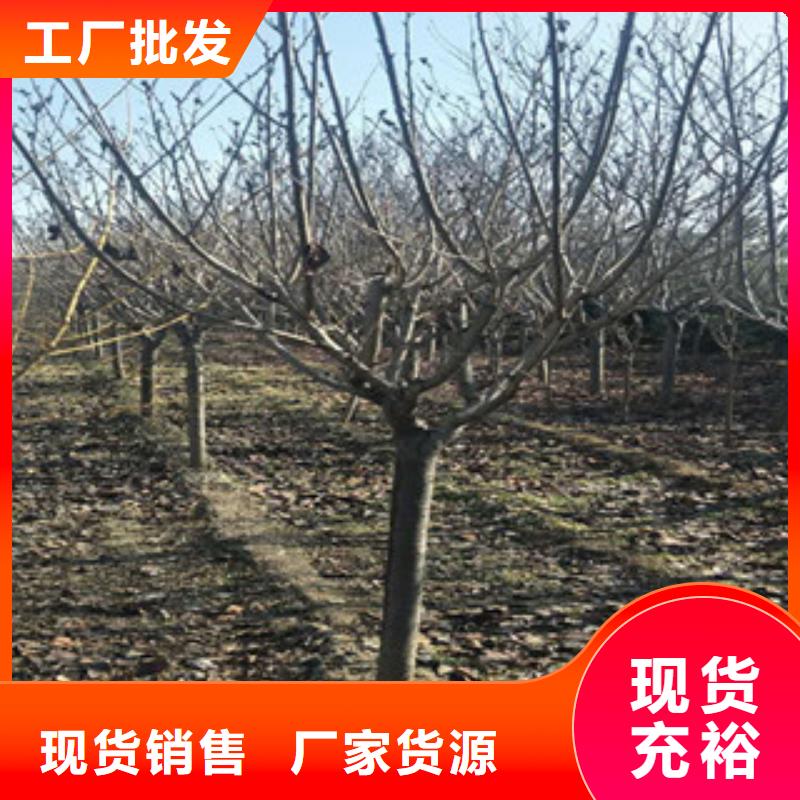 【樱花蓝莓苗真正让利给买家】当地经销商