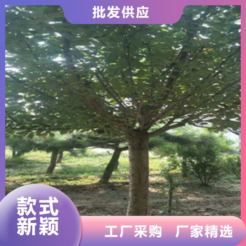櫻花-泰山景松造型景松嚴(yán)格把控質(zhì)量本地制造商