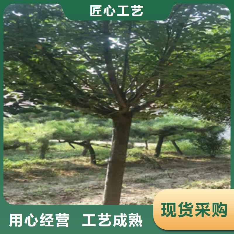 樱花【钙果苗】好品质选我们价格地道