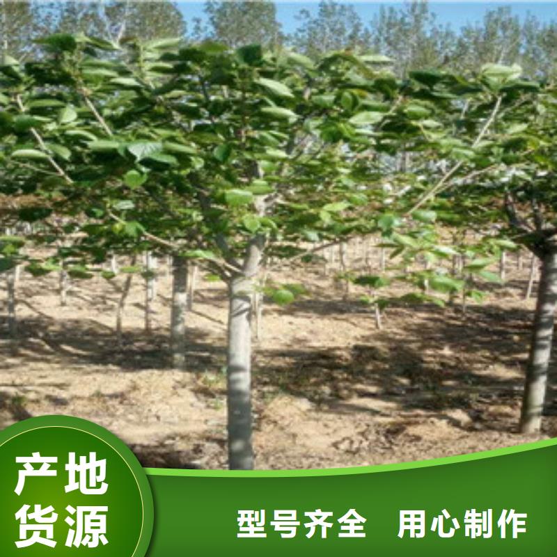 櫻花鈣果苗品牌專營核心技術
