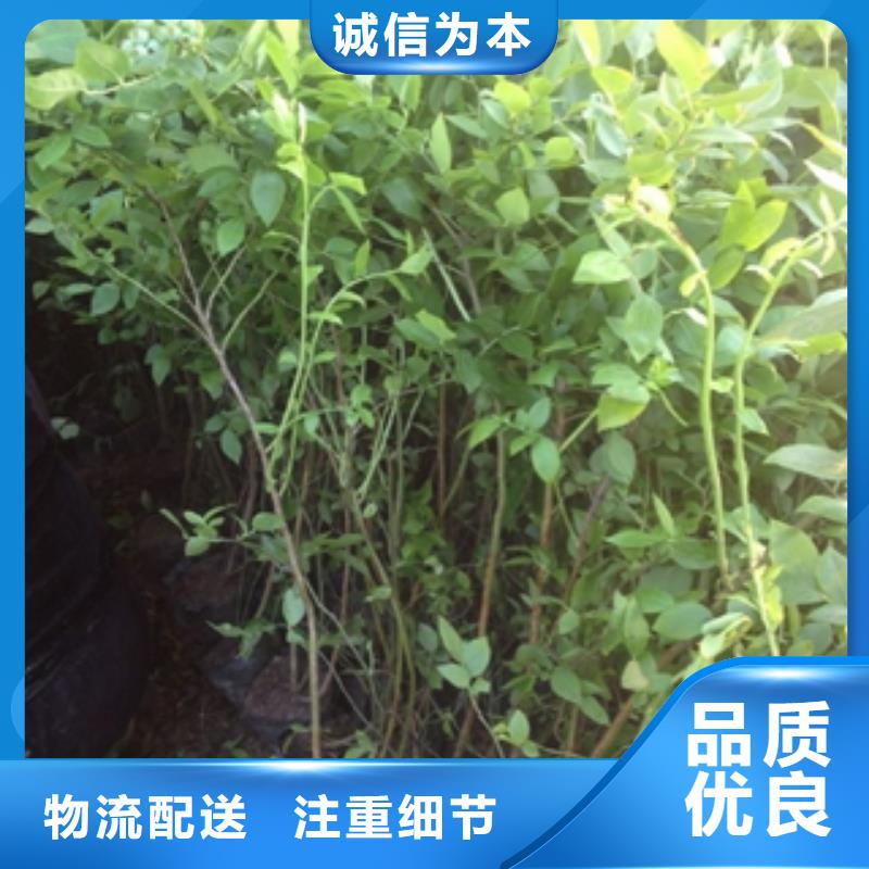 藍莓苗鈣果苗品質優良同城品牌