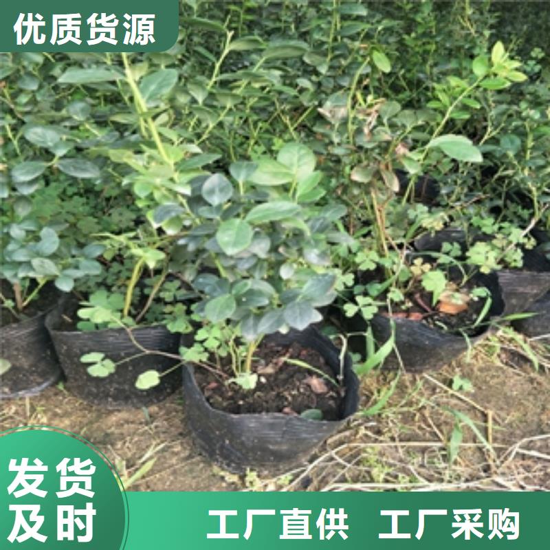 藍莓苗-綠化樹綠化工程質量可靠同城生產廠家