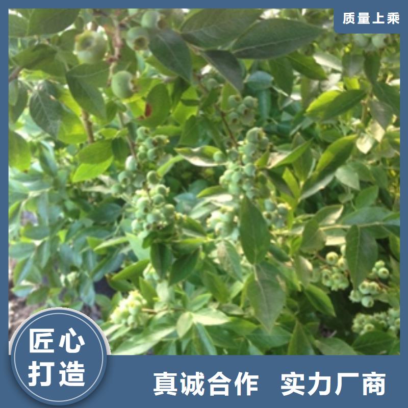 蓝莓苗树莓苗匠心工艺货源稳定