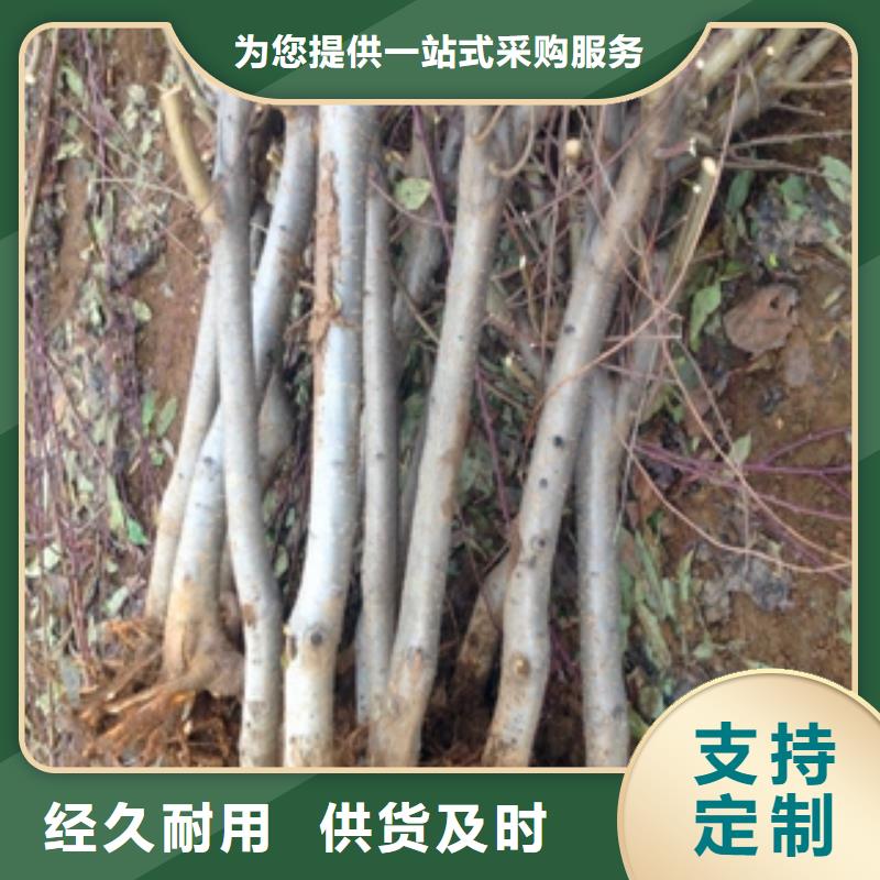 桃樹-占地果樹品質保障售后無憂當地公司
