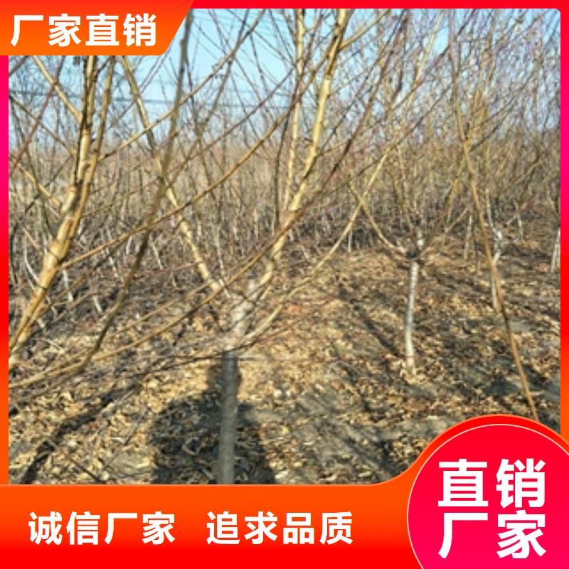 桃树泰山景松造型景松产地批发同城制造商