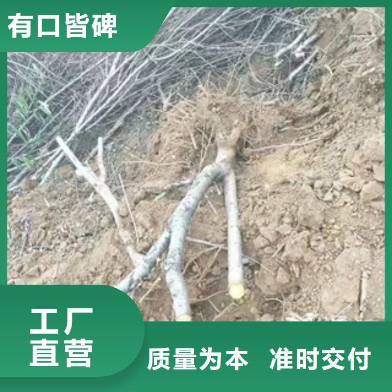 桃树【核桃苗樱花苗长果桑树苗】工厂认证本地经销商