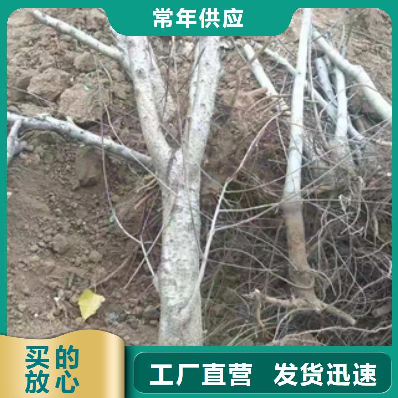 桃樹【鈣果苗】技術先進同城生產商