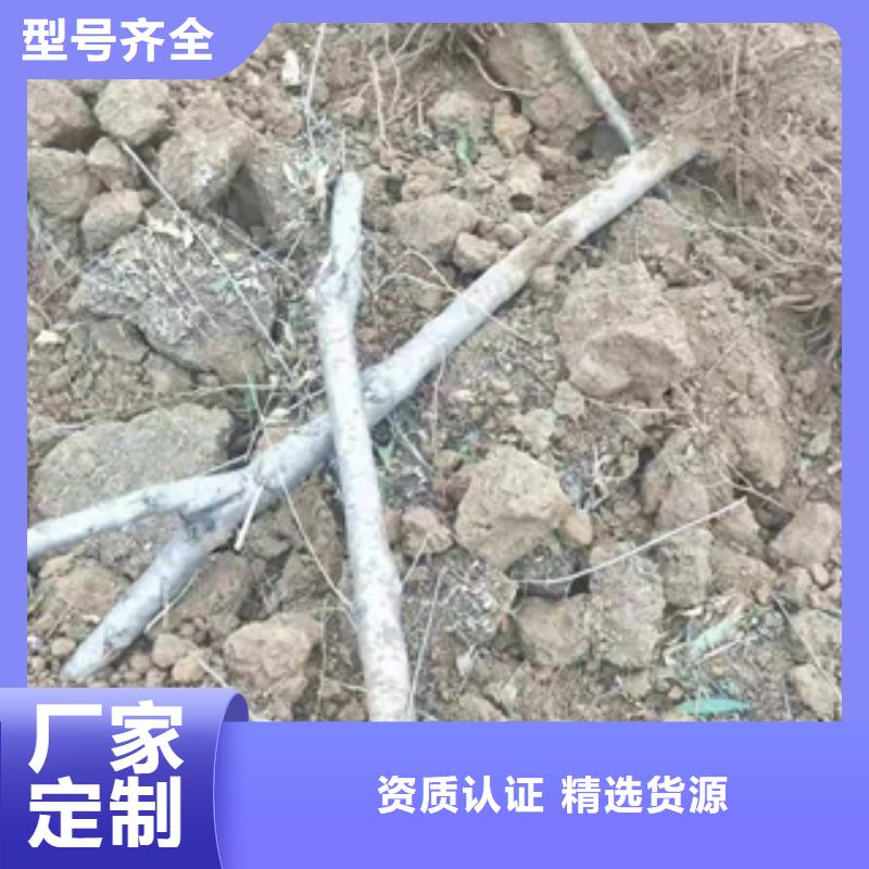 【桃树占地果树商家直供】多种规格供您选择