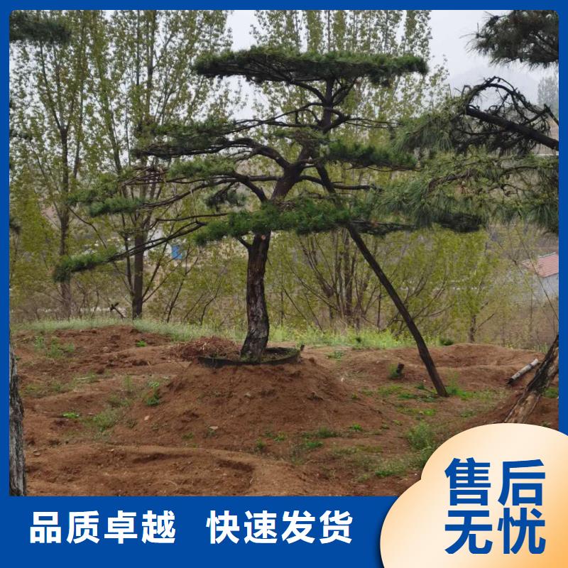 景觀松價格行情走勢優選貨源