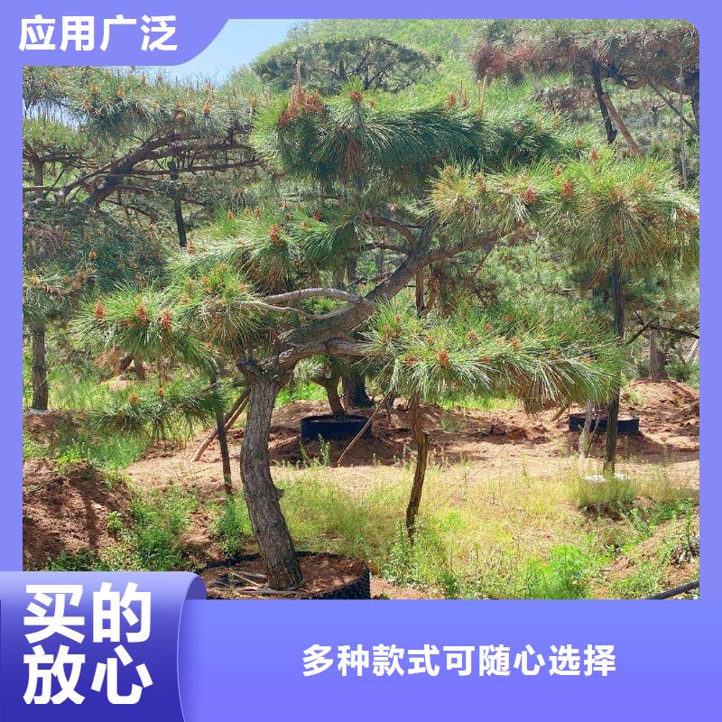 造型油松廠家質量有保障本地公司