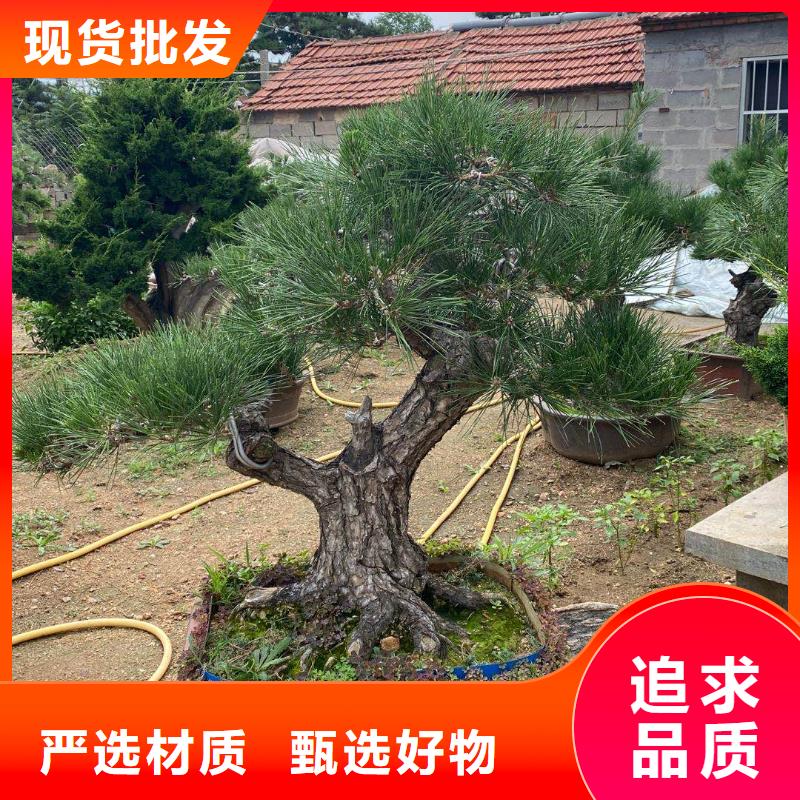 造型松造型池松貨源直銷工程施工案例