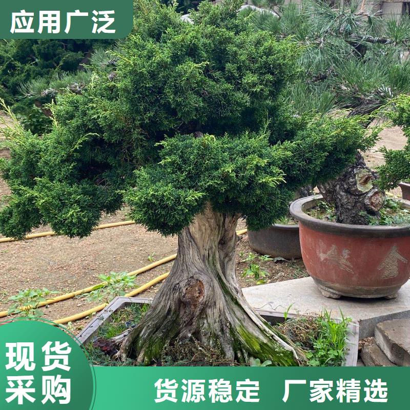 泰山風景松品質為本市場報價