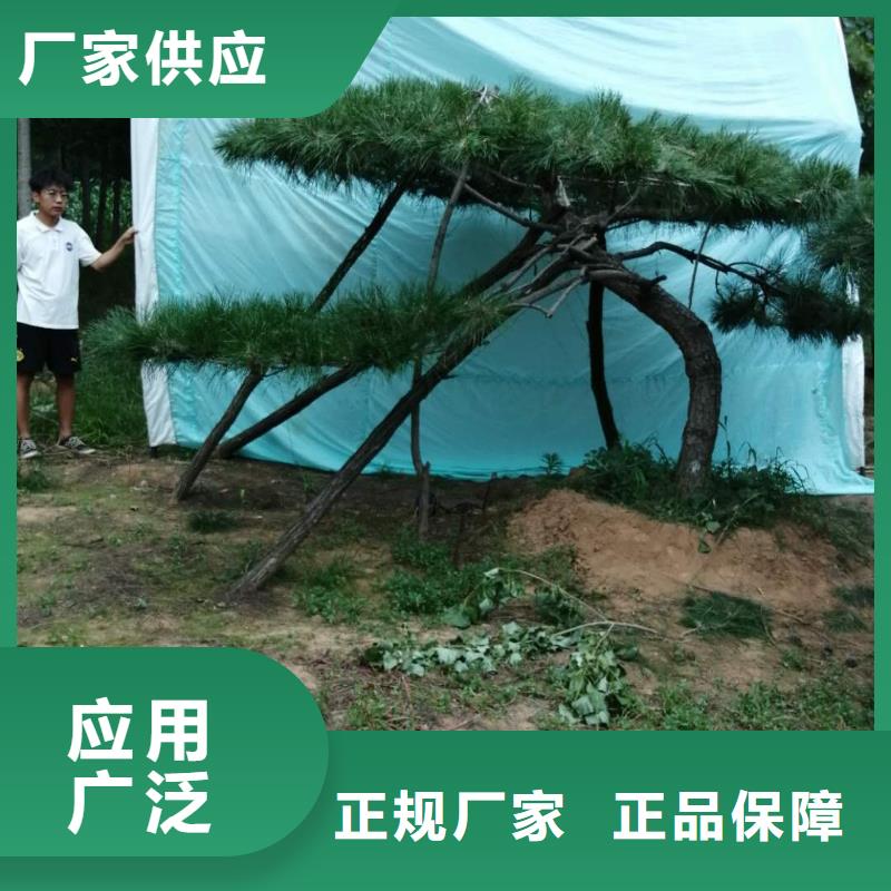 平頂松優品同城制造商