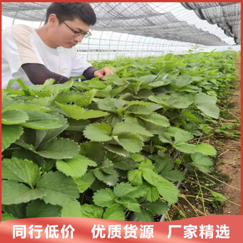 【草莓苗】甜茶苗批发供应专注生产N年