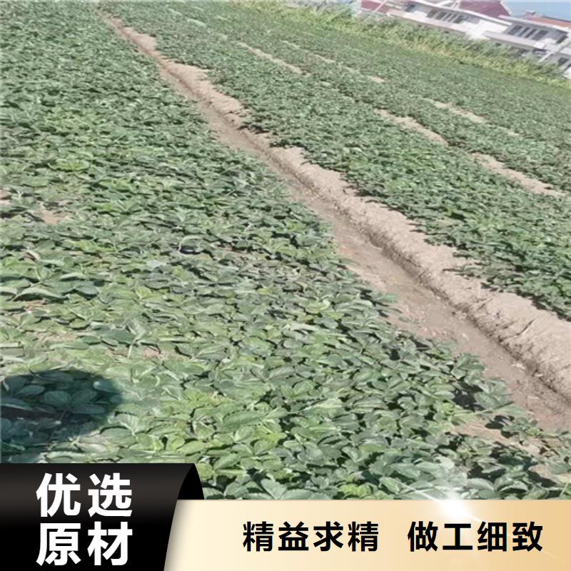 蒙特瑞草莓苗品种精品选购