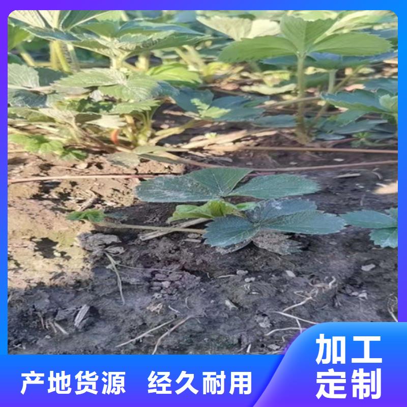 粉玉草莓苗<本地>生产厂家