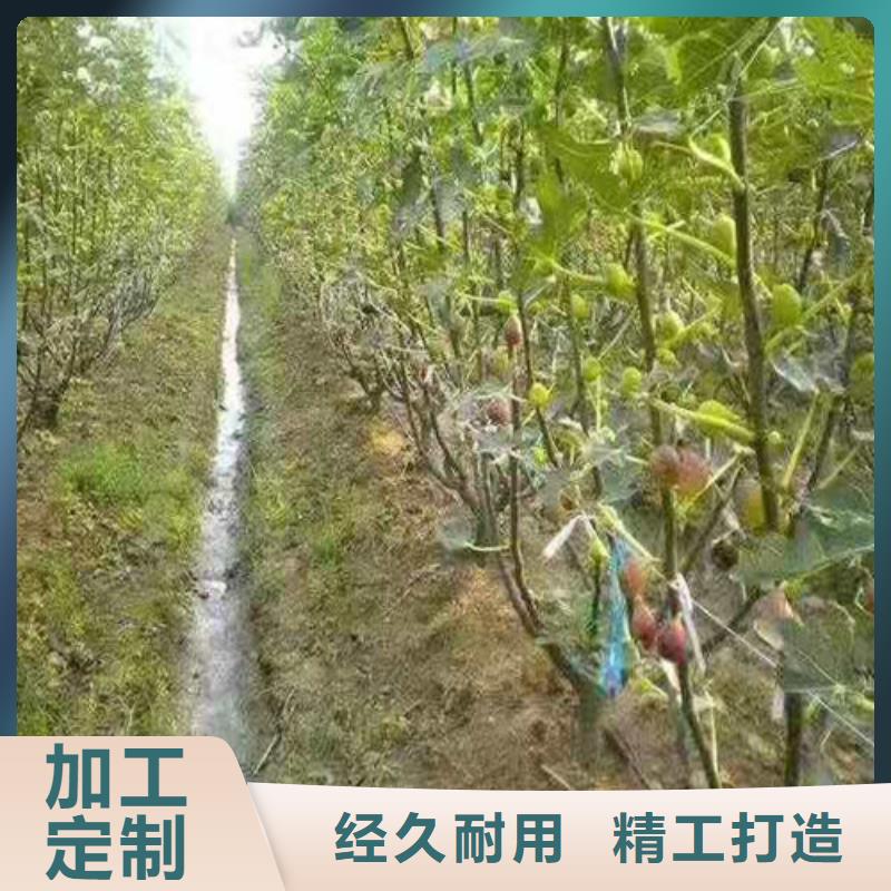 无花果-大棚草莓苗讲信誉保质量品质过硬