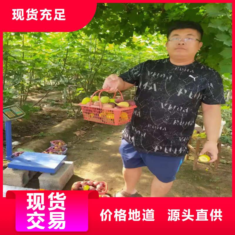 无花果_苹果苗大库存无缺货危机【当地】生产厂家