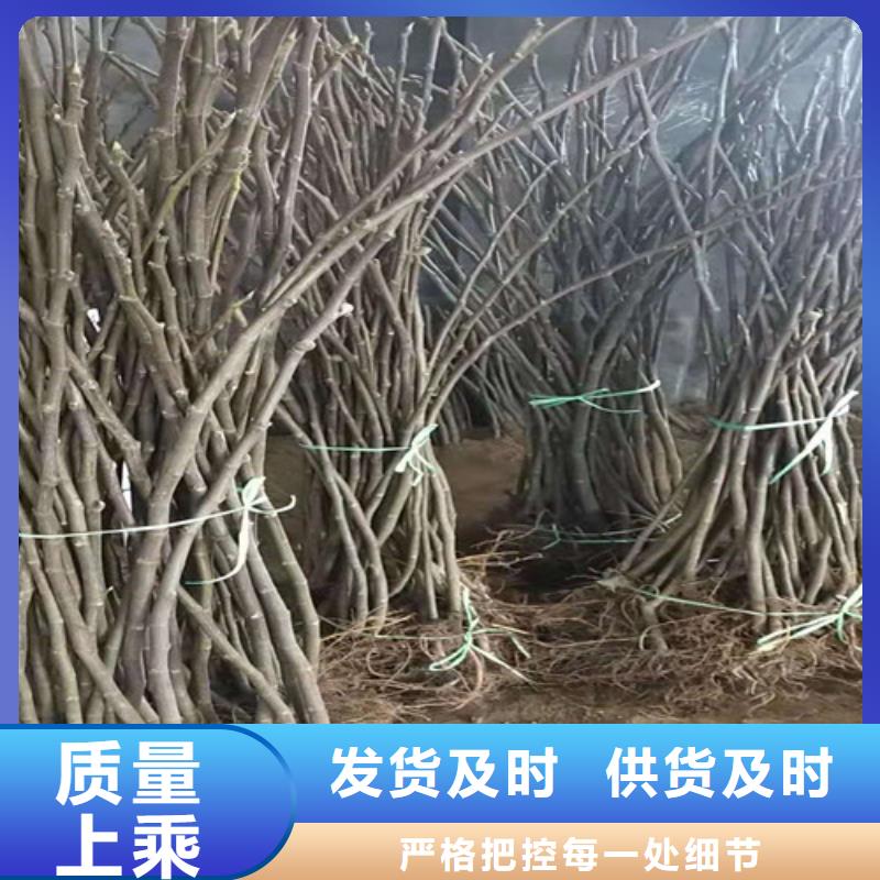 丰产黄无花果树苗厂诚信经营