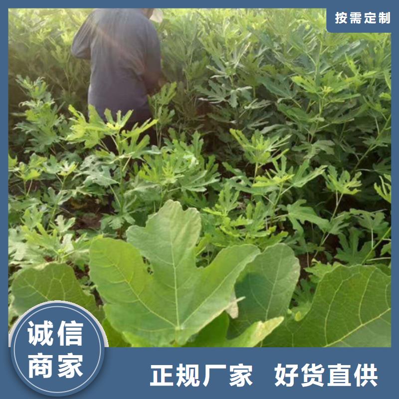 金傲芬无花果树一亩地种植利润<当地>制造商