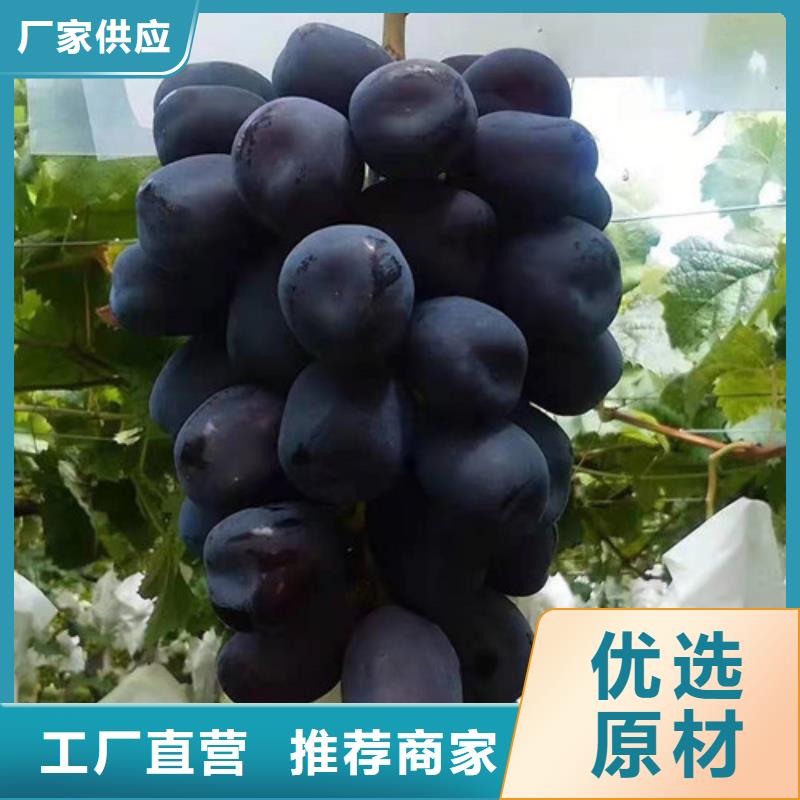 甜蜜蓝宝石葡萄苗用好材做好产品