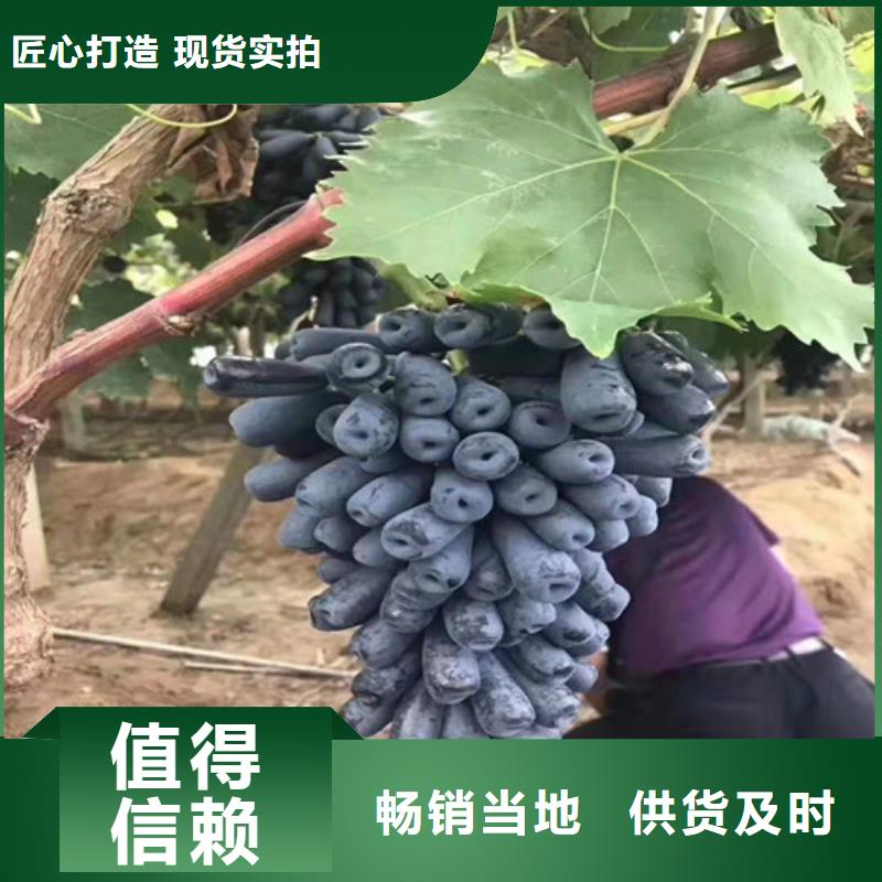 无核葡萄树苗种植方法及时间<当地>生产商