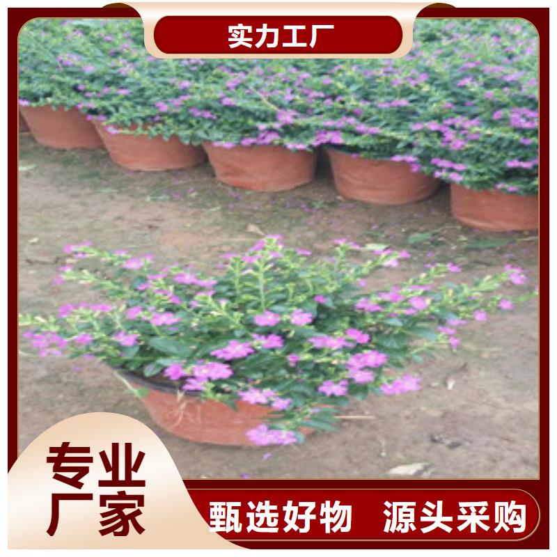 时令草花水生植物/荷花睡莲好品质经得住考验[本地]厂家