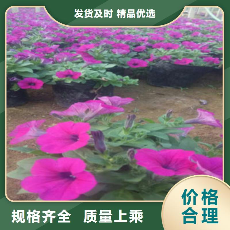 时令草花水生植物/荷花睡莲支持定制批发<本地>货源