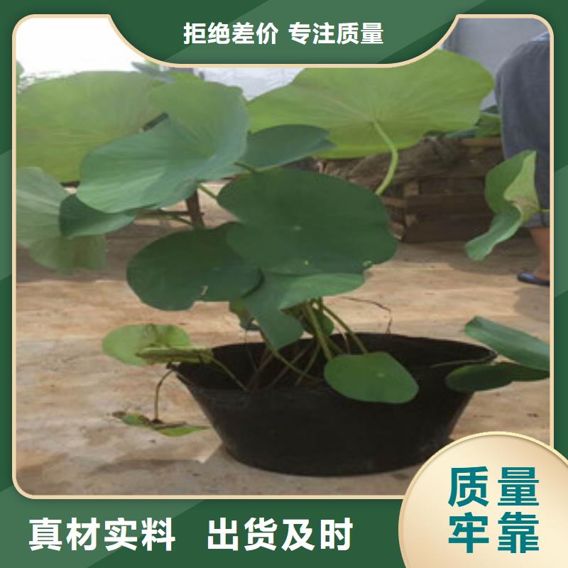 時令草花【宿根花卉基地】您身邊的廠家本地廠家