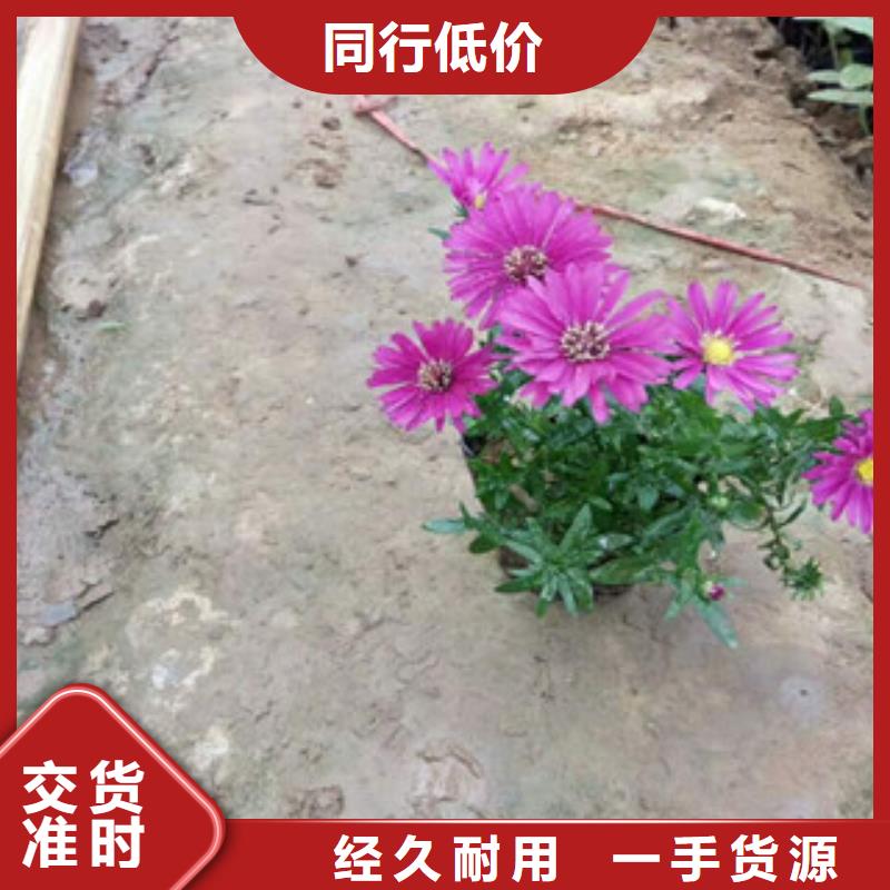 時令草花耐寒耐旱草花基地售后服務完善快速物流發貨