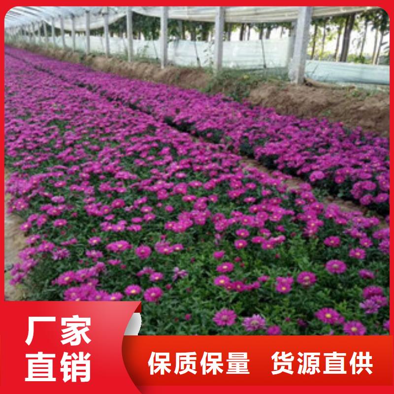 時令草花,時令花卉/綠化草花價格細(xì)節(jié)展示免費獲取報價