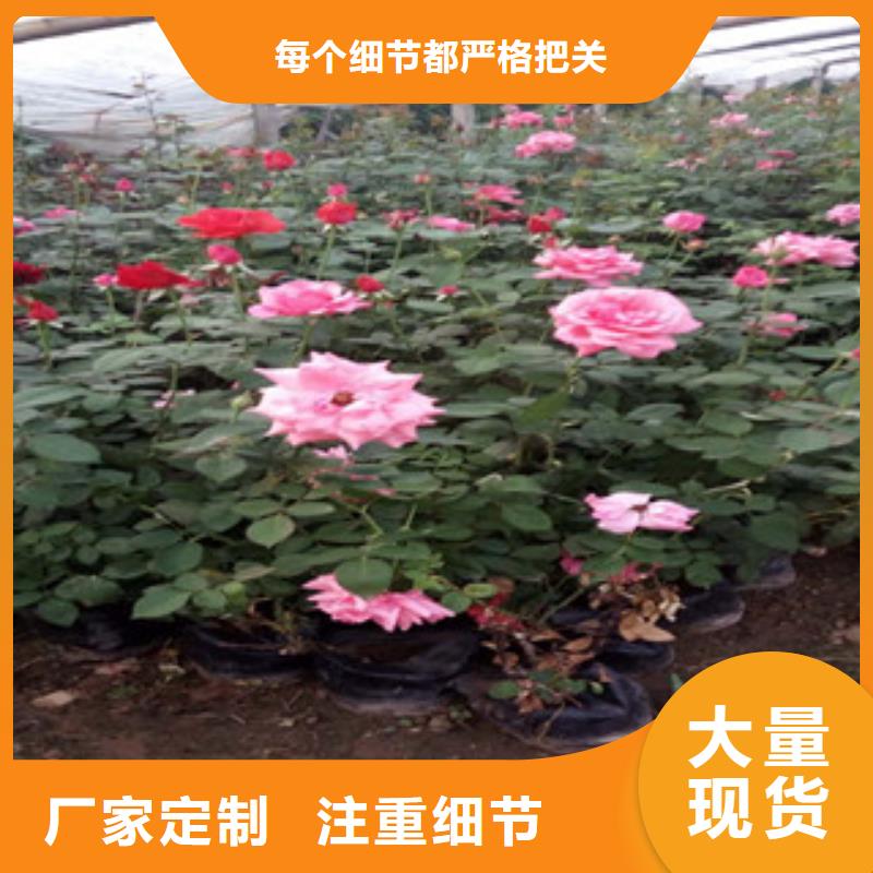【時(shí)令草花花海景觀工程選擇我們沒錯(cuò)】定制不額外收費(fèi)