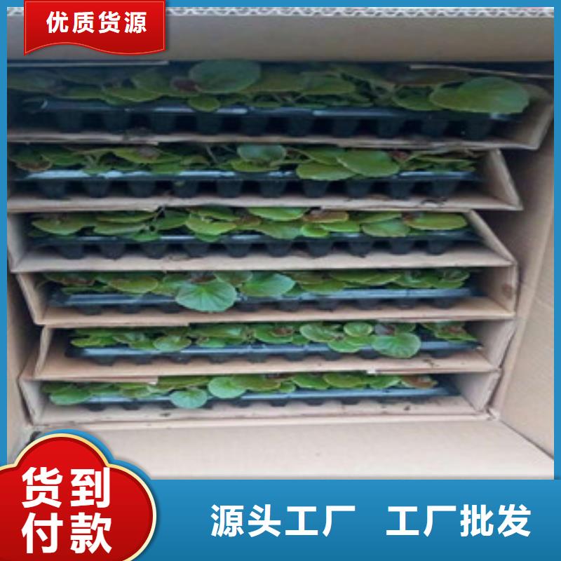 時令草花耐寒耐旱草花基地質量檢測您想要的我們都有