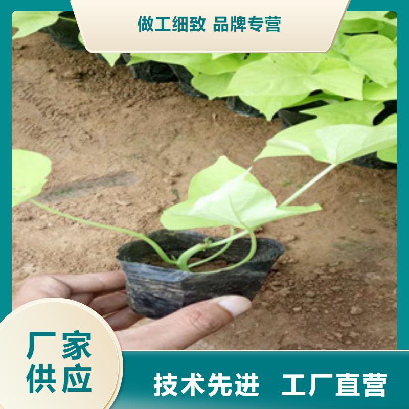 時令草花耐寒耐旱草花基地嚴(yán)選用料現(xiàn)貨直供