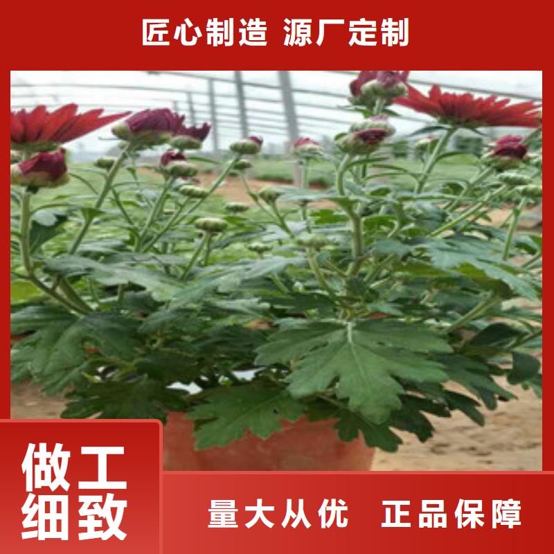 时令草花_时令花卉/绿化草花价格优质材料厂家直销厂家销售