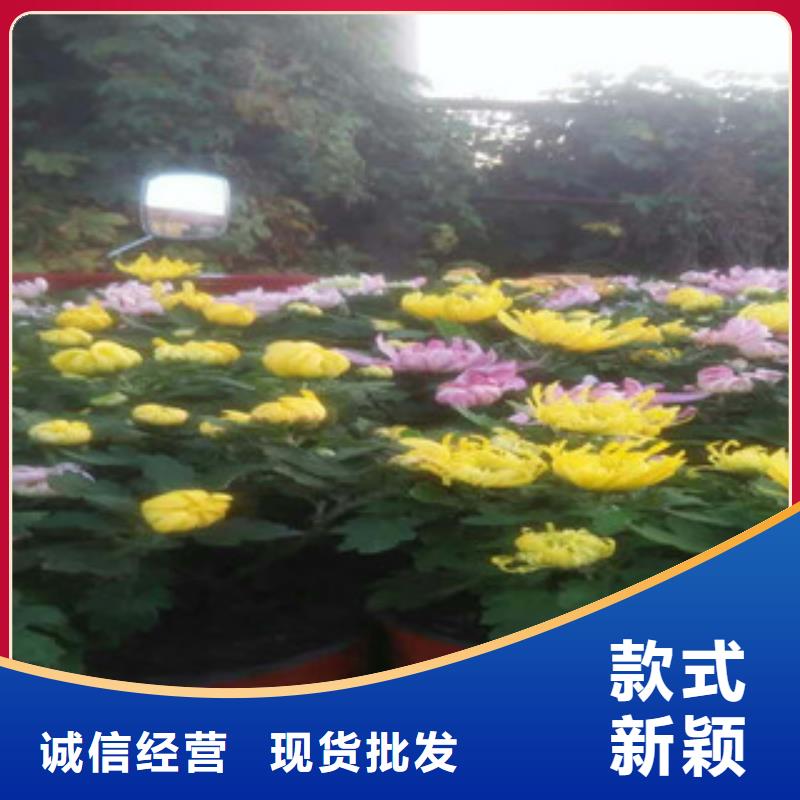時令草花水生植物/荷花睡蓮現貨快速物流發貨