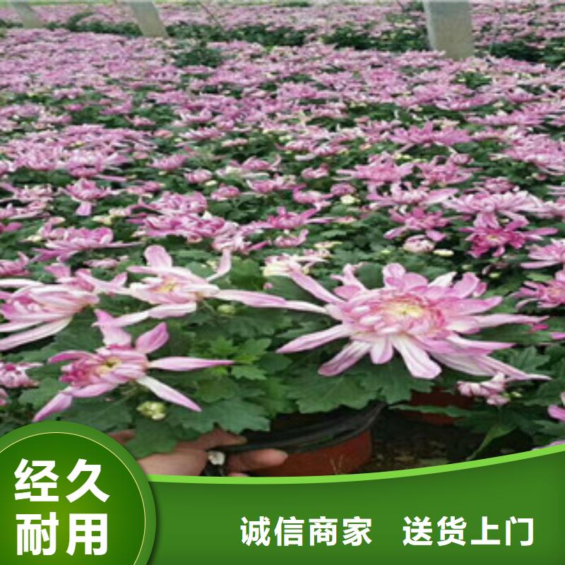 時令草花耐寒耐旱草花基地質量牢靠層層質檢