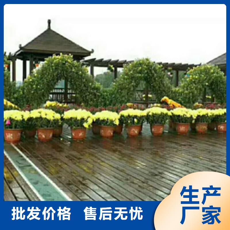 時令草花,水生植物/荷花睡蓮實力大廠家當地生產廠家