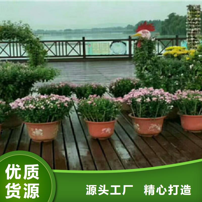 【時令草花】-水生植物/荷花睡蓮誠信經(jīng)營質(zhì)量保證貨源充足